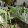 palmier gradina