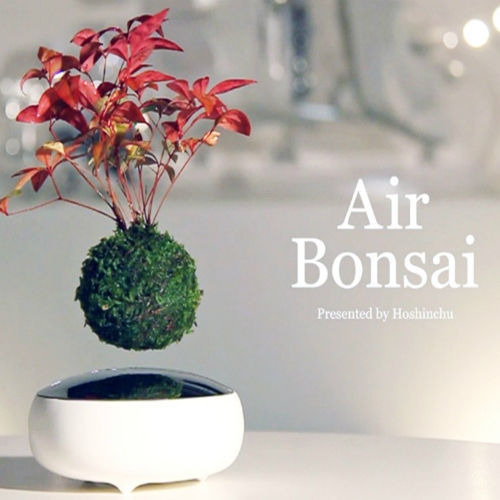air-bonsai-hoshinchu