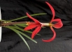sprekelia-formosissima-floare