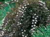 physocarpus-opulifolius-diablo-flori