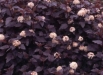 physocarpus-opulifolius-diablo